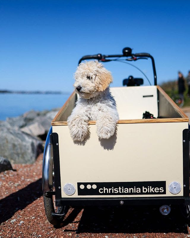 Puppy in a cargo bike